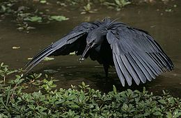 Flickr - Rainbirder - Black Egret (Egretta ardesiaca).jpg