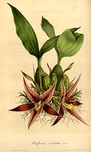 page 335 Paphinia cristata