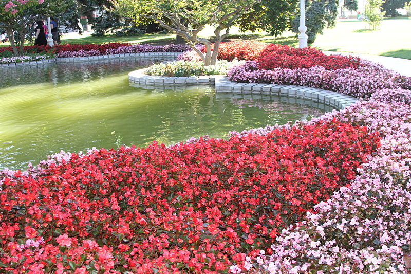 File:Flowers in the garden of Dolmabahçe Palace.jpg