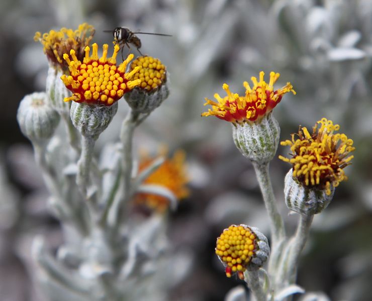 File:Flowers on Bridges Island (5524824399).jpg