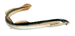 Morska lampreja (Petromyzon marinus)