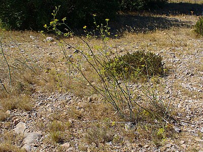 Foeniculum vulgare Habitus wild form