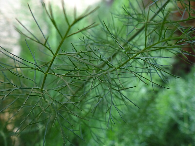 File:Foeniculum vulgare leaf.JPG