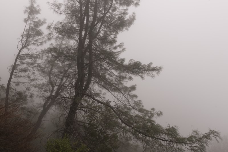 File:Fog swirls through the trees above Lake Shasta Caverns, northeast of Redding, California LCCN2013630828.tif