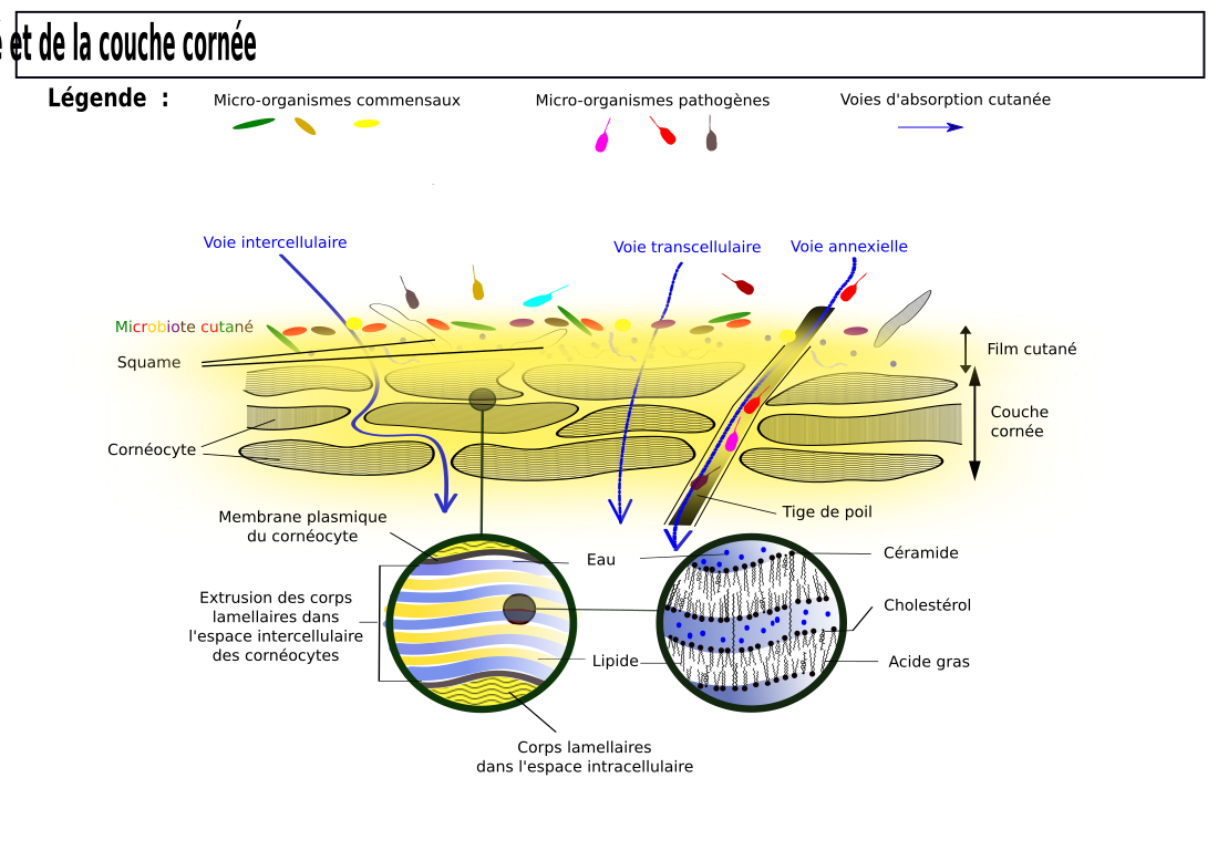 Microbiote cutané humain