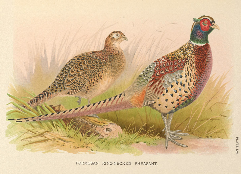 File:Formosan Ring-necked Pheasant by H. Jones.png