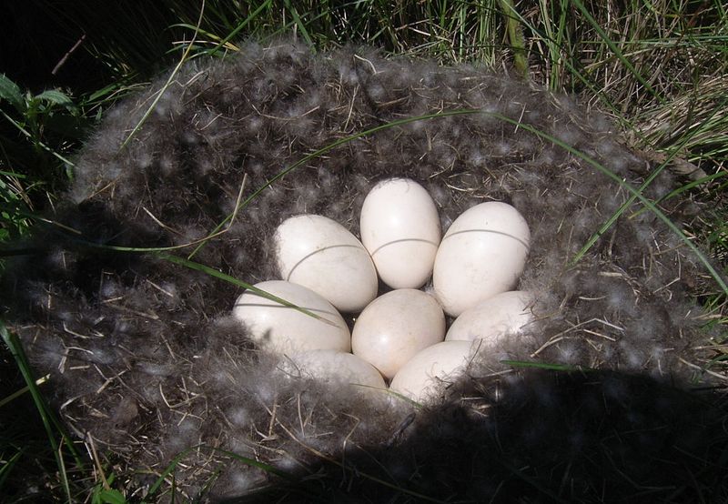 File:Gadwall Nest.jpg