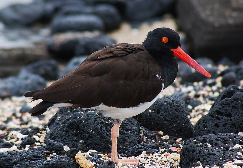 File:Galapagos Oystercatcher, Santiago Island, Galápagos (4228350593).jpg