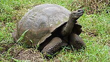 C. n. porteri Galapagos Tortoise Closeup.jpg