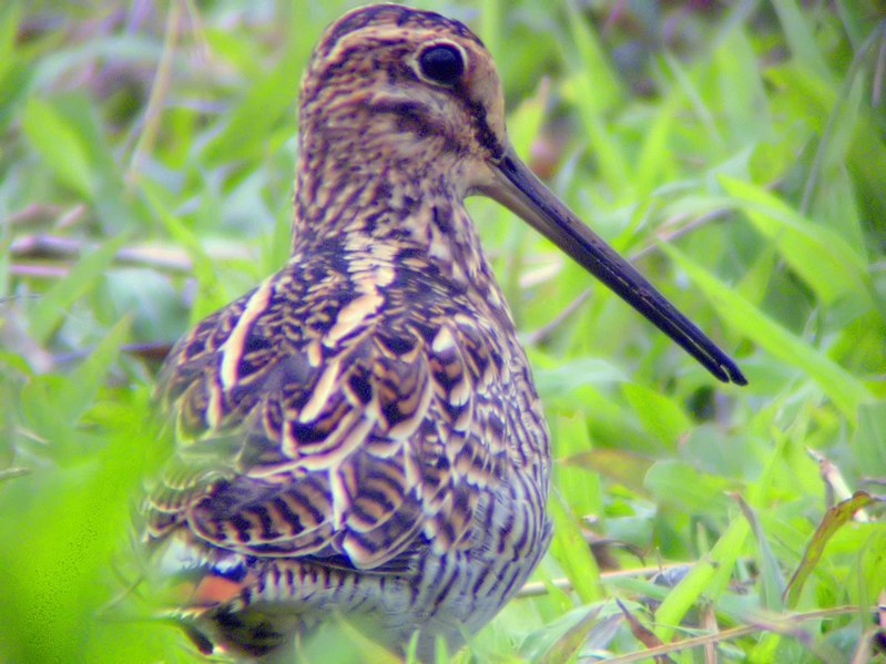 File:Gallinago gallinago 1.jpg