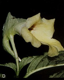 Gasteranthus tenellus.jpg