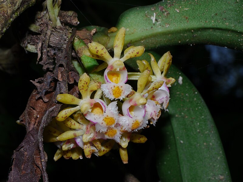 File:Gastrochilus obliquus P1130626 04.jpg