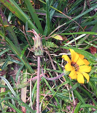 <i>Gazania ciliaris</i> Species of plant