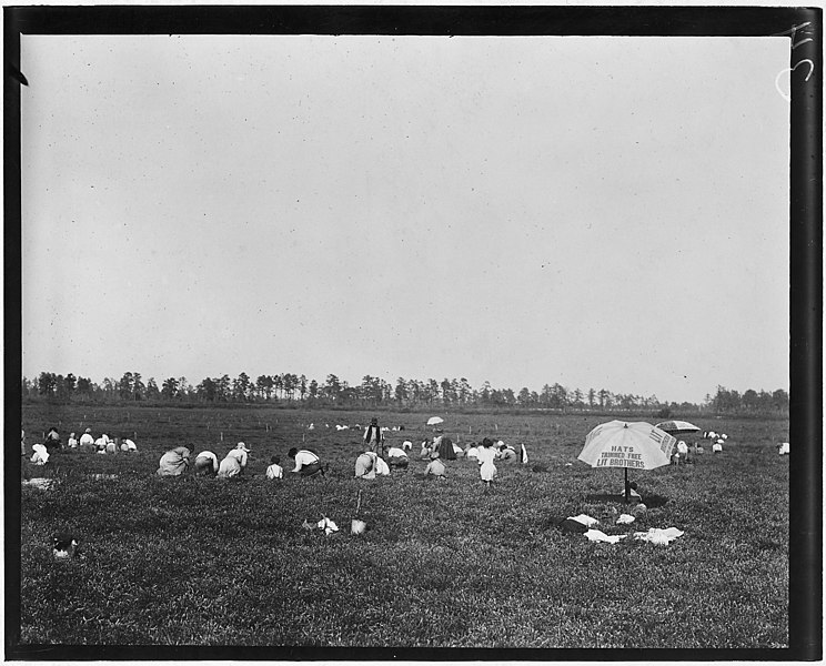 File:General view of part of Whites Bog. Brown Mills, N.J. - NARA - 523266.jpg