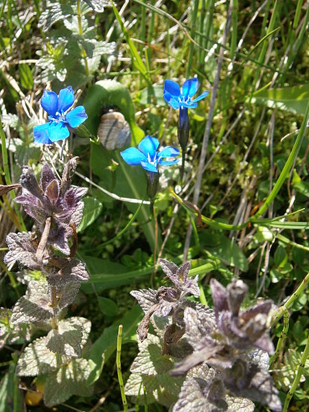 File:Gentiana bavarica & Bartsia alpina.jpg