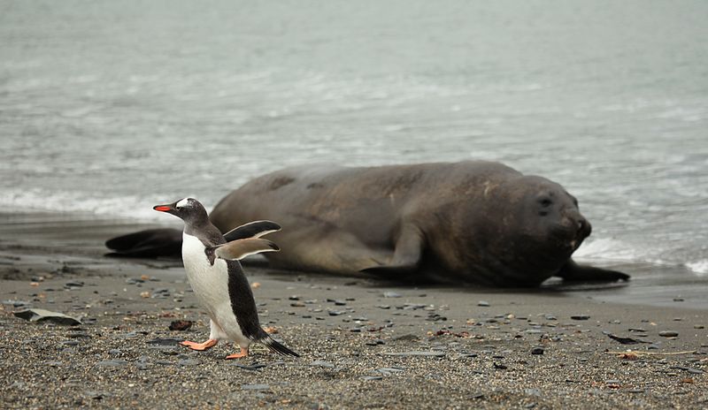 File:Gentoo Penguin gets out of the way of a Southern Elephant Seal (5798488682).jpg