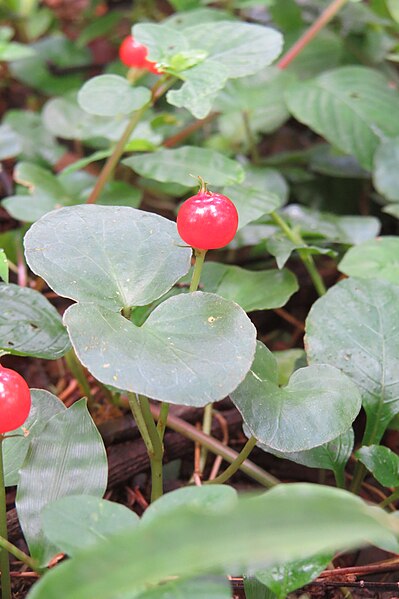 File:Geophila repens at Peravoor (1).jpg