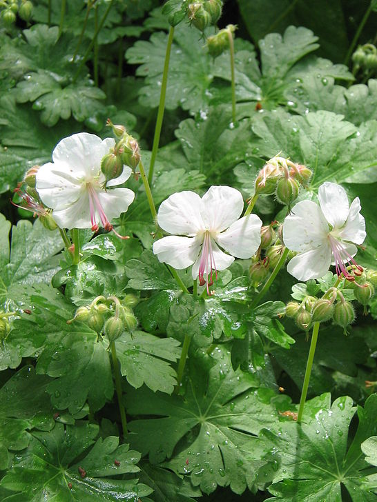 Герань простая. Герань крупнокорневищная. Герань далматская (Geranium dalmaticum). Герань Балканская. Герань крупнокорневищная Geranium macrorrhizum.