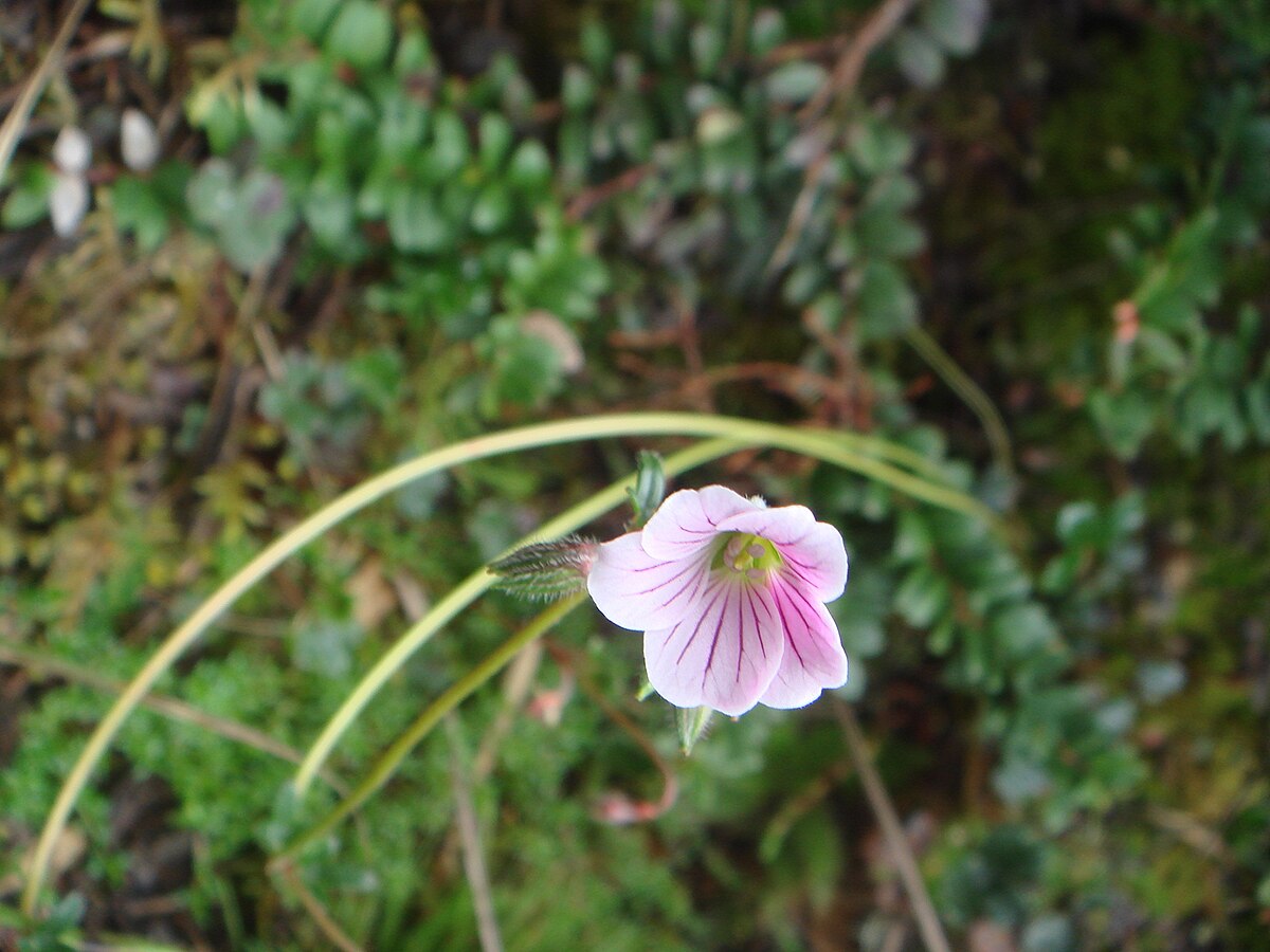 Нарцисс geranium описание и фото