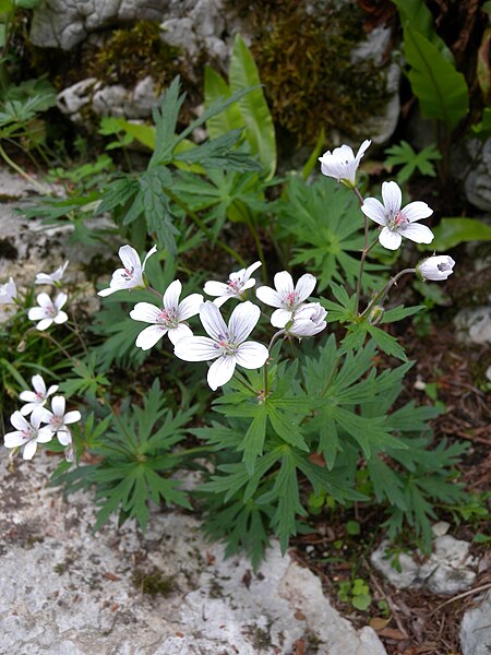 File:Geranium rivulare 1 BOGA.jpg