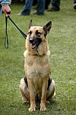 German Shepherd Dog sitting leash