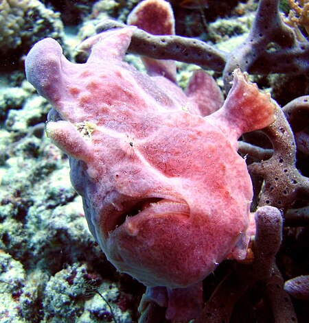 Fail:Giant_frog_fish_on_Pom_Pom_Island,_Celebes_resort,_Sabah.jpg