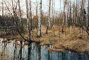 Birkenbruch im Kleinen Giebelmoor