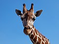 Giraffe Südafrika.jpg