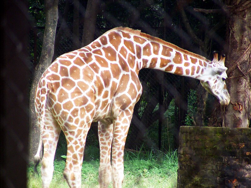 File:Giraffe at patna zoo.JPG