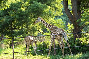 Giraffee at Indira Gandhi Zoological Park, Visakhapatnam.jpg