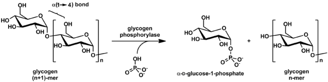 Action of Glycogen Phosphorylase on Glycogen