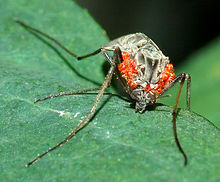 Hydrachnidia ile sivrisinek - ön (aka) .jpg