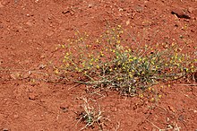 Habit Goodenia lamprosperma habit.jpg