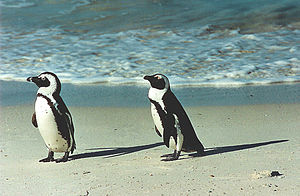 Pinguinen um Kap vun der Gudder Hoffnung