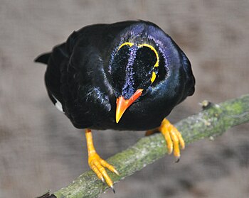 English: Eastern Hill Myna (Gracula religiosa ...