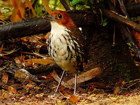 Tập_tin:Grallaria_ruficapilla_-near_Manizales,_Caldas,_Colombia-8.jpg