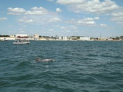 Observation d'un grand dauphin dans la baie.