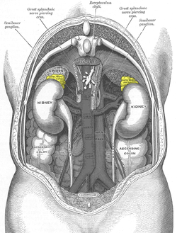 Gray1120-adrenal glands.png