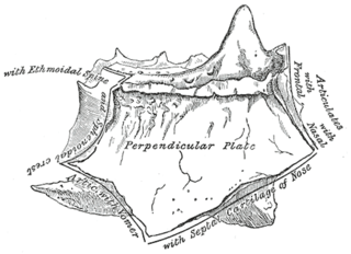 <span class="mw-page-title-main">Perpendicular plate of ethmoid bone</span>