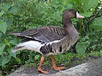 Greater White-fronted Goose RWD2.jpg