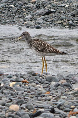 Greater Yellowlegs (Tringa melanoleuca) Eating a Fish