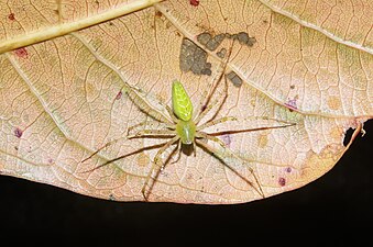 Peucetia viridana