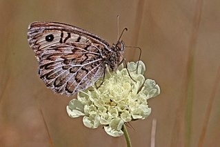 <i>Pseudochazara geyeri</i> Species of butterfly