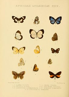 <i>Pentila picena</i> Species of butterfly