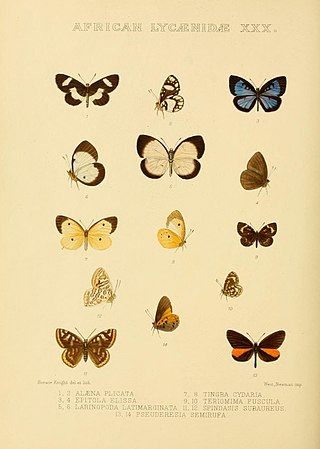 <i>Larinopoda aspidos</i> Species of butterfly