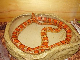 Pantherophis guttatus g.