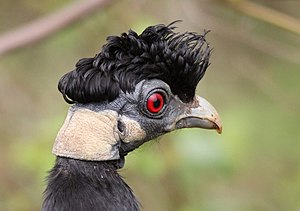 Head study of the Zambezi crested guinea fowl, a subspecies of the crested guinea fowl