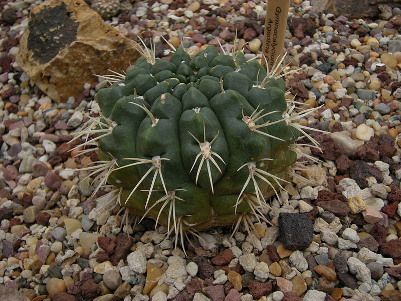 File:Gymnocalycium monvillei - 02.jpg