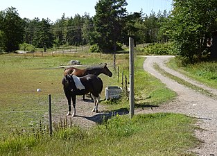 Hästar vid Högmora.