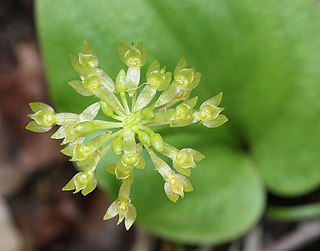 <i>Malaxis brachystachys</i> Species of orchid